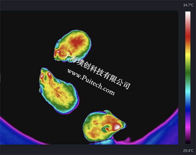 海康微影紅外熱成像技術(shù)對(duì)實(shí)驗(yàn)小鼠進(jìn)行科研觀測(cè)